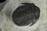 Three Detailed Gerastos Trilobite Fossils - Morocco #119021-10